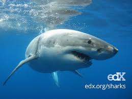 edx sharks